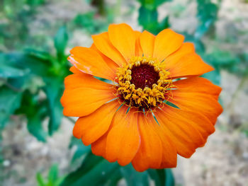 Close-up of orange flower