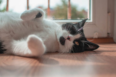 Close-up of cat sleeping