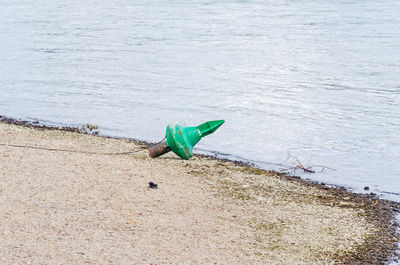 High angle view of a bird on beach