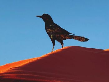 Low angle view of bird perching against clear sky