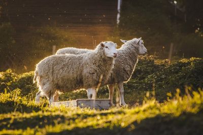 Sheep grazing on grassy field