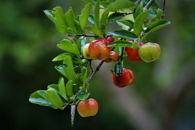 Close-up of red cherry growing on tree