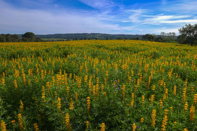 Scenic view of field against sky