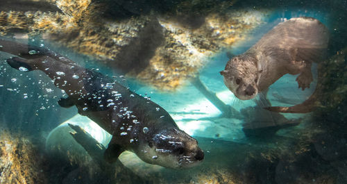 View of fish swimming in sea