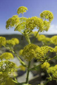 Close-up of yellow flowers against clear sky
