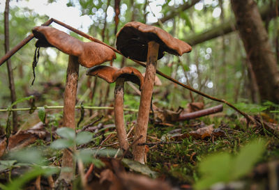 Surface level of tree trunk in forest