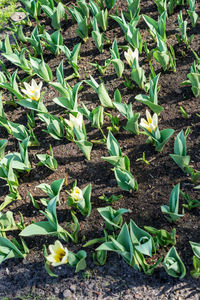 High angle view of plants growing on field