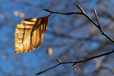 Close-up of dry leaf on branch