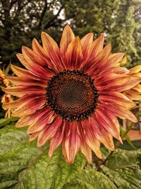 Close-up of flower blooming outdoors