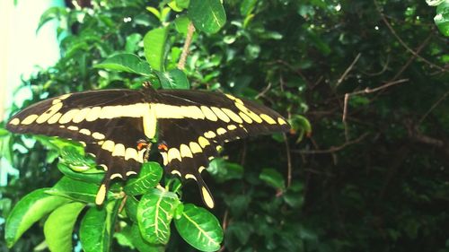 Close-up of butterfly on plant