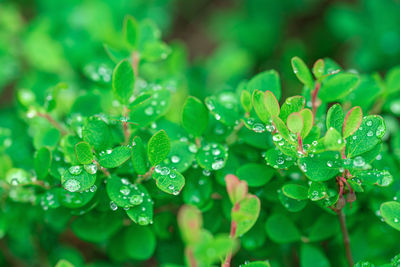 Close-up of wet plant leaves during rainy season