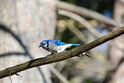 Close-up of bird perching on branch