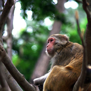 Close-up of monkey on tree