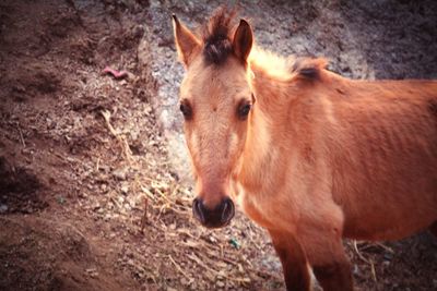 Close-up of horse