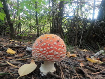 Close-up of mushroom growing on field