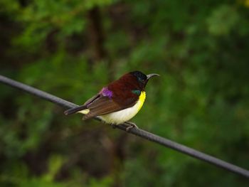 Close-up of bird perching on leaf