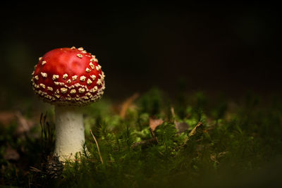 Close-up of mushroom on field at night
