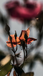 Close-up of orange flowers blooming in park