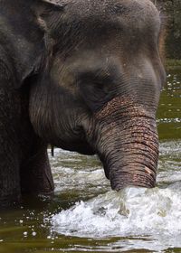 Close-up of elephant drinking water