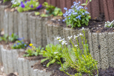 Close-up of potted plant against wall