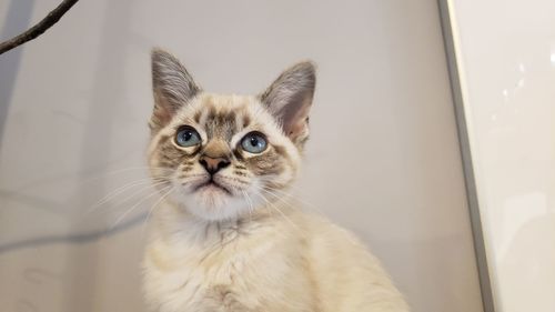 Close-up portrait of cat by wall