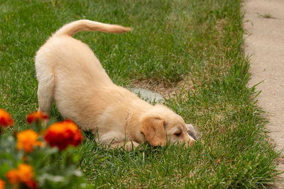 View of a dog relaxing on field