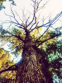 Low angle view of bare tree against sky