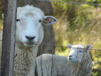 Portrait of sheep in pen