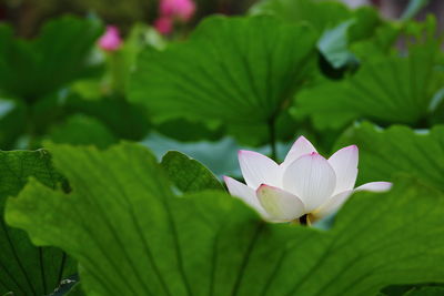 Close-up of white lotus water lily