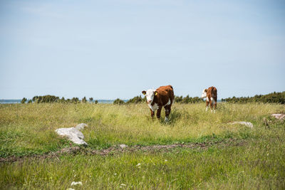 Cows on grassy field against clear sky