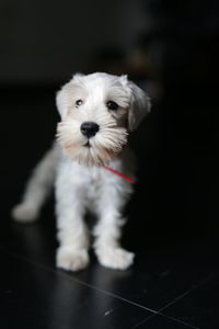 Portrait of white puppy on floor