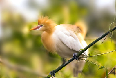 Close-up of bird perching on plant