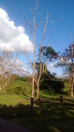 Bare tree on field against sky