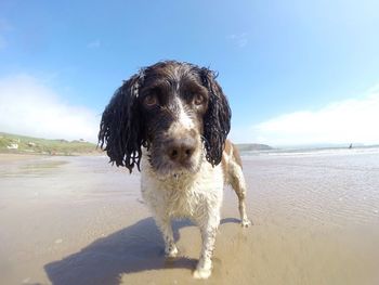 Portrait of dog on beach against sky