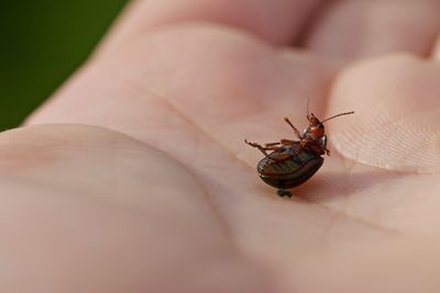 Cropped hand with beetle