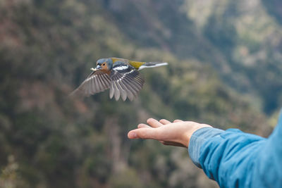 Madeiran chaffinch has flown to the man's hand for food. levada dos balcoes, madeira, portugal.
