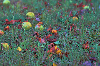 Close-up high angle view of grass