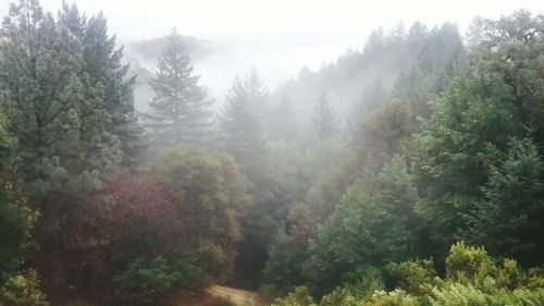 Trees in forest against sky