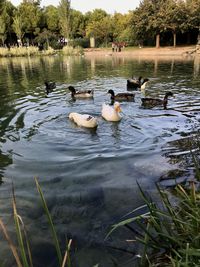 Swans swimming in lake