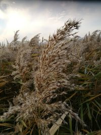 Close-up of wheat field against sky