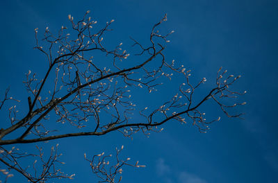 Low angle view of tree against blue sky