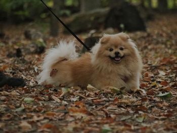 View of a dog on field