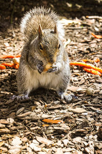 Close-up of an animal