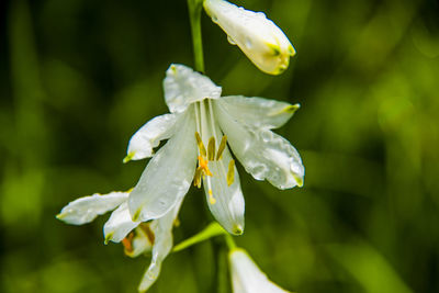 Close-up of wet white flowering plant