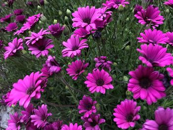 High angle view of pink flowering plants on field
