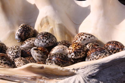 Close-up of shells in the sea