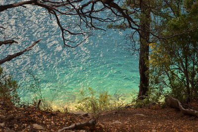 Scenic view of forest