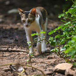 Portrait of a cat on field