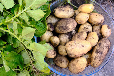 High angle view of fruits