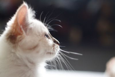 Close-up of a cat looking away